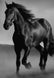 Art Canvas Animal Dark Horse Wall Art Living Room Home Decor